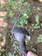 Tylopilus alboater