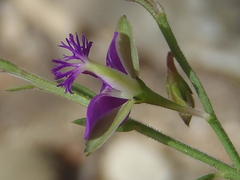 Polygala rehmannii