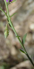 Polygala rehmannii