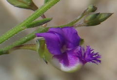 Polygala rehmannii