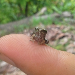 Craugastor metriosistus
