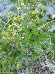 Cullen australasicum