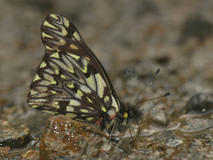 Catasticta modesta