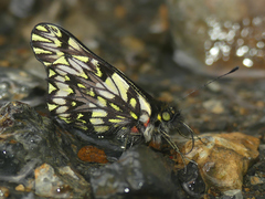 Catasticta modesta