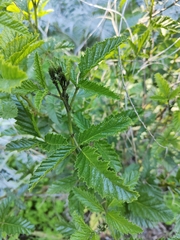 Cullen australasicum