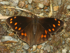 Corades cistene