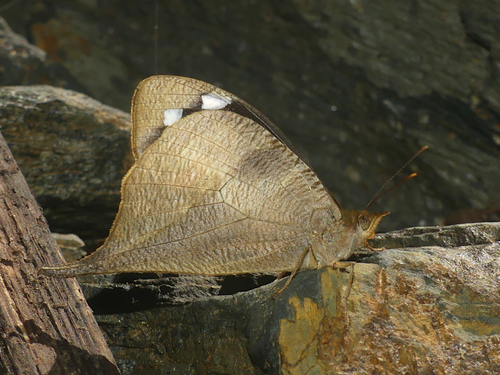 Corades iduna