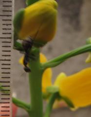 Camponotus cinctellus