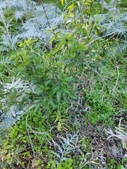 Cullen australasicum