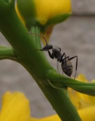 Camponotus cinctellus