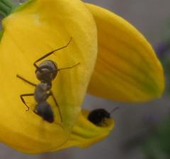 Camponotus cinctellus