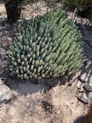 Euphorbia resinifera