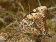 Corades sareba