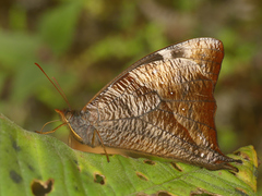 Corades sareba