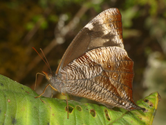 Corades sareba