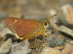 Dalla