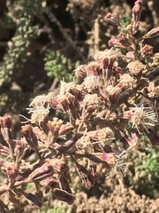 Ophryosporus triangularis