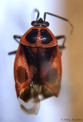 Deraeocoris histrio
