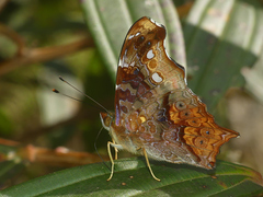 Hypanartia cinderella