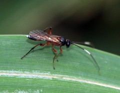 Linycus exhortator thoracicus