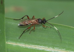 Linycus exhortator thoracicus