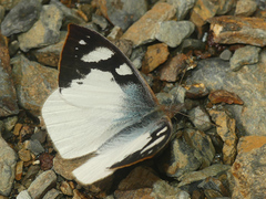Lymanopoda eubagioides
