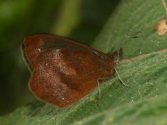 Lymanopoda obsoleta