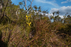 Diuris unica