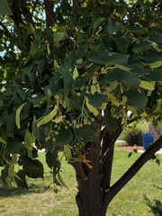 Tilia cordata