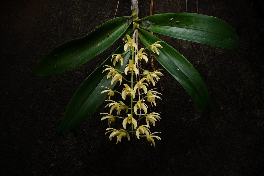 Dendrobium × gracillimum