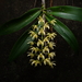 Dendrobium × gracillimum - Photo (c) Daniel, some rights reserved (CC BY-NC), uploaded by Daniel