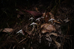 Dendrobium schoeninum