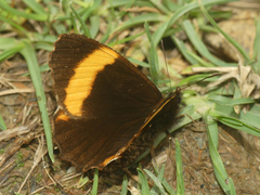 Panyapedaliodes phila