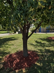 Tilia cordata