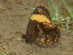 Panyapedaliodes phila