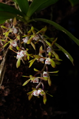 Sarcochilus parviflorus