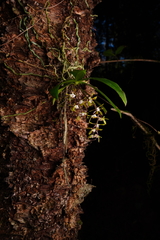 Sarcochilus parviflorus