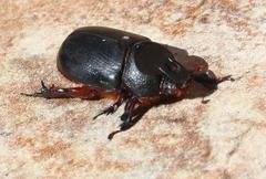 Temnorhynchus coronatus