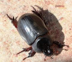 Temnorhynchus coronatus