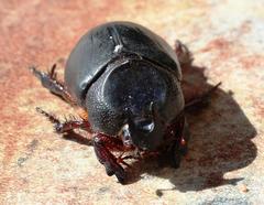 Temnorhynchus coronatus