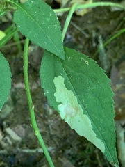 Astrotischeria astericola