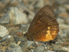 Pedaliodes asconia