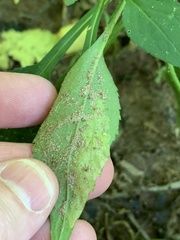 Astrotischeria astericola