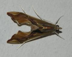 Agathodes musivalis