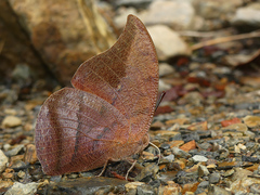 Fountainea tyrianthina