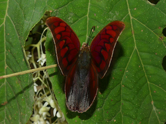 Fountainea tyrianthina