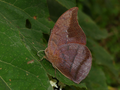 Fountainea tyrianthina