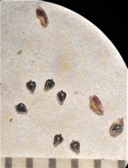 Eleocharis atropurpurea