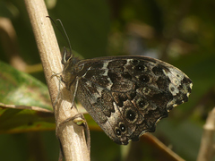 Pseudomaniola mirabilis