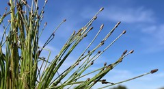 Eleocharis atropurpurea